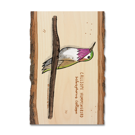 Magnet: Live Edge - Calliope Hummingbird