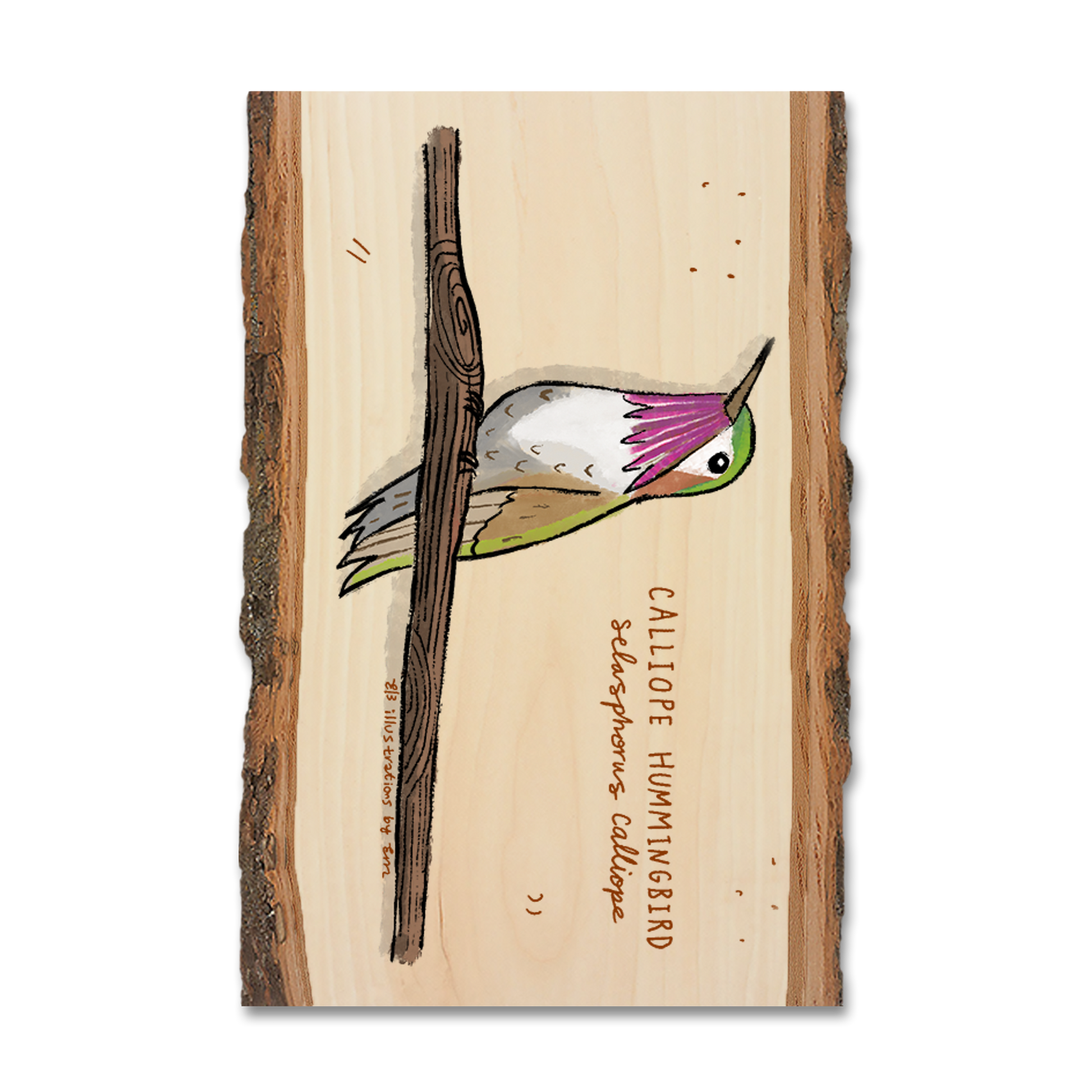 Ornament: Live Edge - Calliope Hummingbird