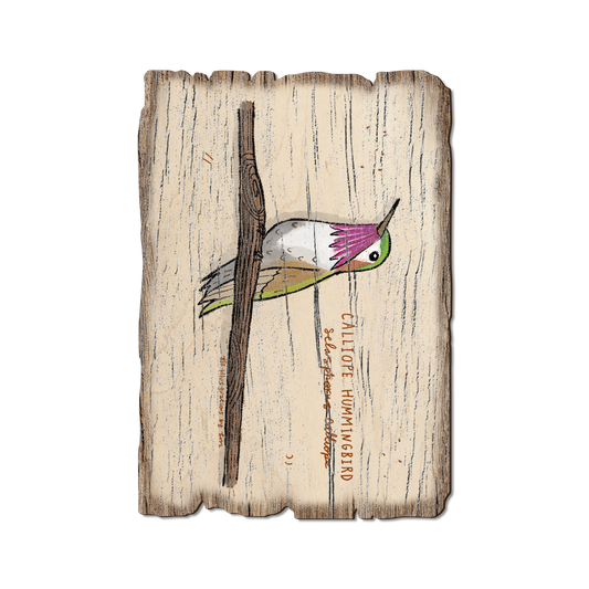 Greeting Card: Weathered Edge - Calliope Hummingbird (Pack of 5)
