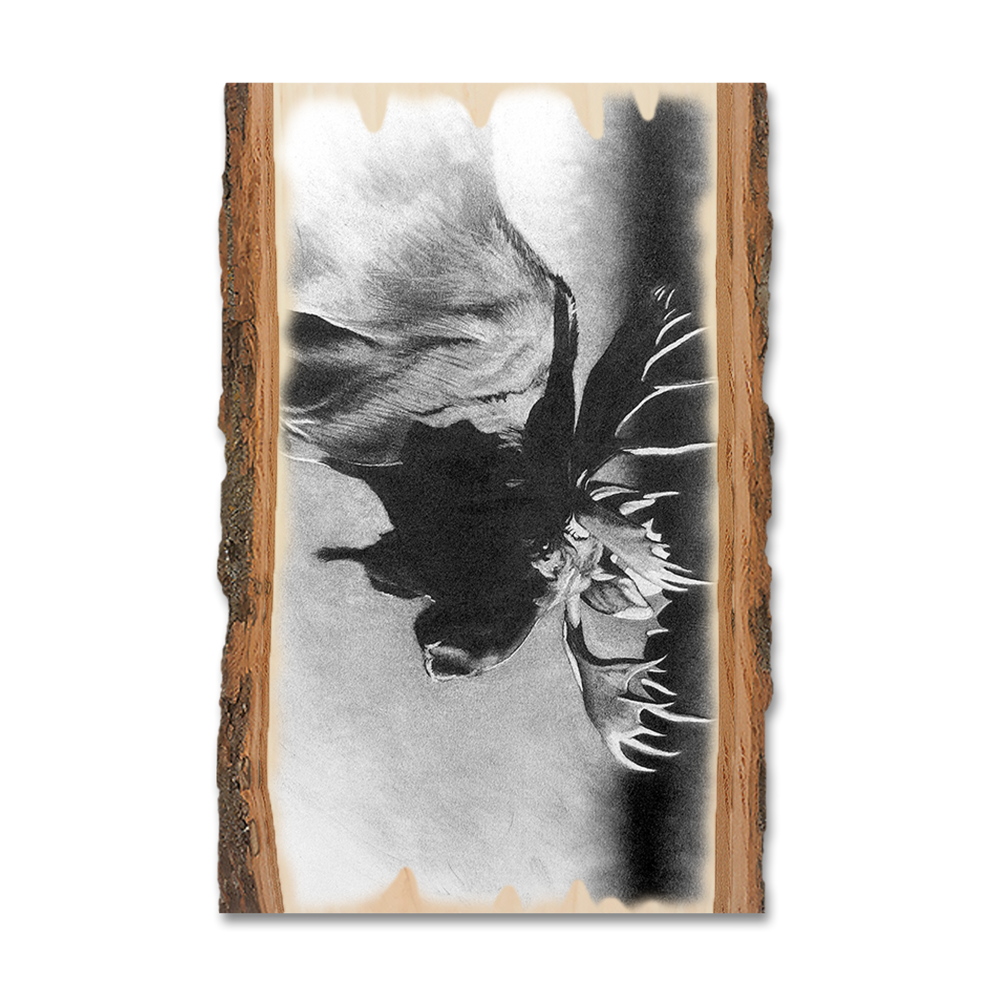 Ornament: Live Edge - Johnson's Bull Moose