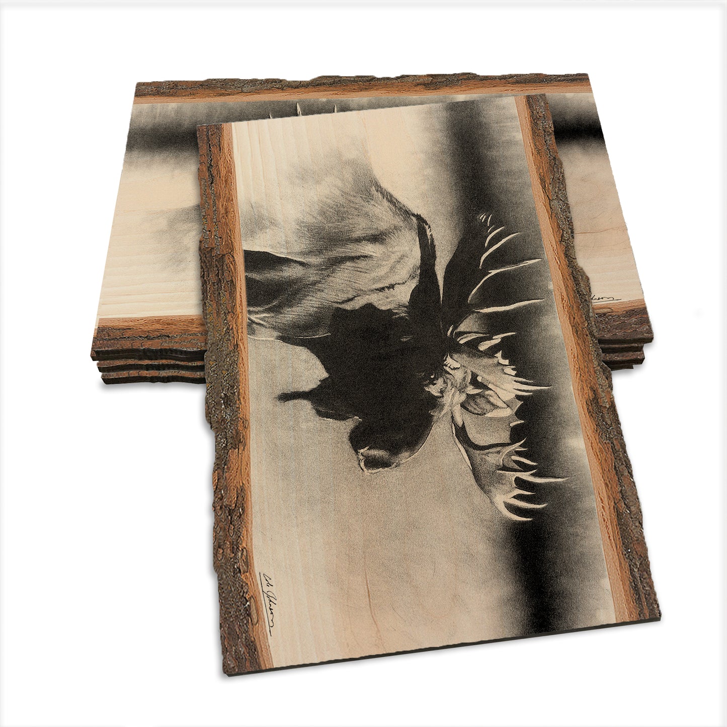 Johnson's Bull Moose - Live Edge Live Edge Postcard (5pk // $2.80ea)