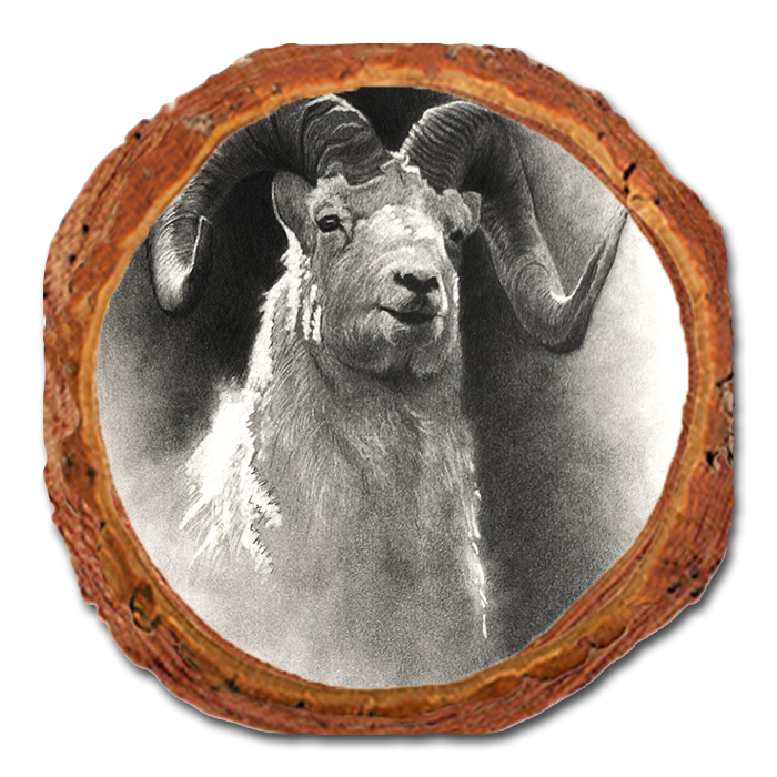 Coaster: Live Edge - Johnson's Dramatic Dall (Pack of 5)