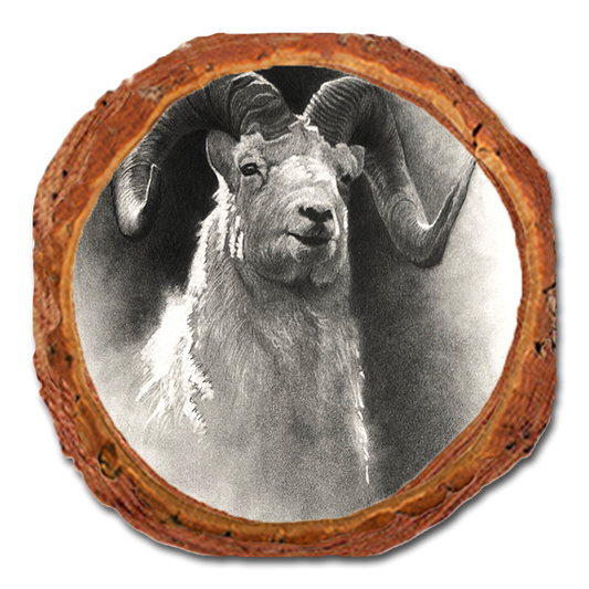 Coaster: Live Edge - Johnson's Dramatic Dall (Pack of 5)