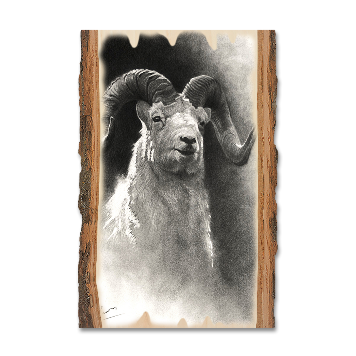 Ornament: Live Edge - Johnson's Dramatic Dall