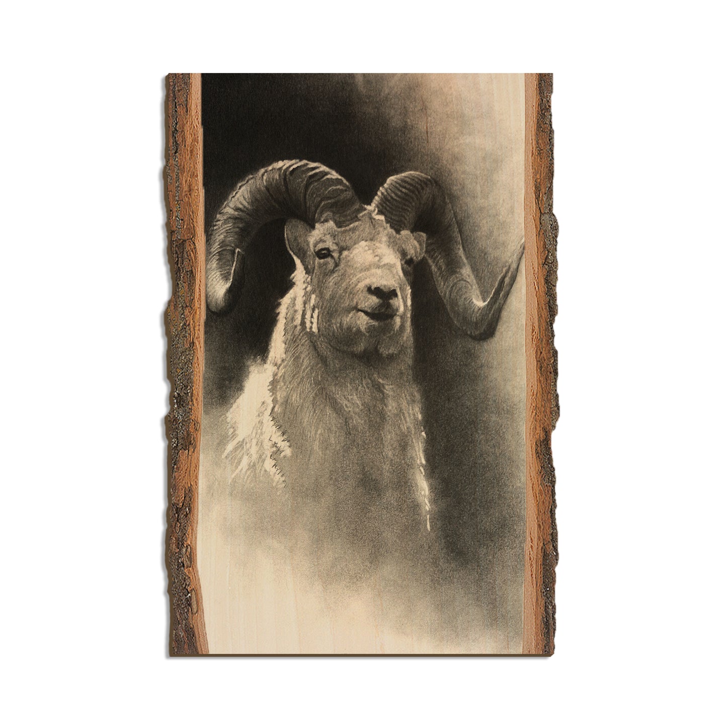 Johnson's Dramatic Dall - Live Edge Live Edge Postcard (5pk // $2.80ea)