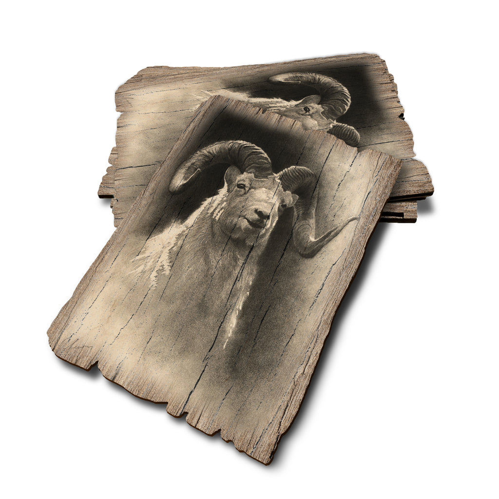 Johnson's Dramatic Dall - Weathered Edge Rustic Edge Postcard (5pk // $2.80ea)