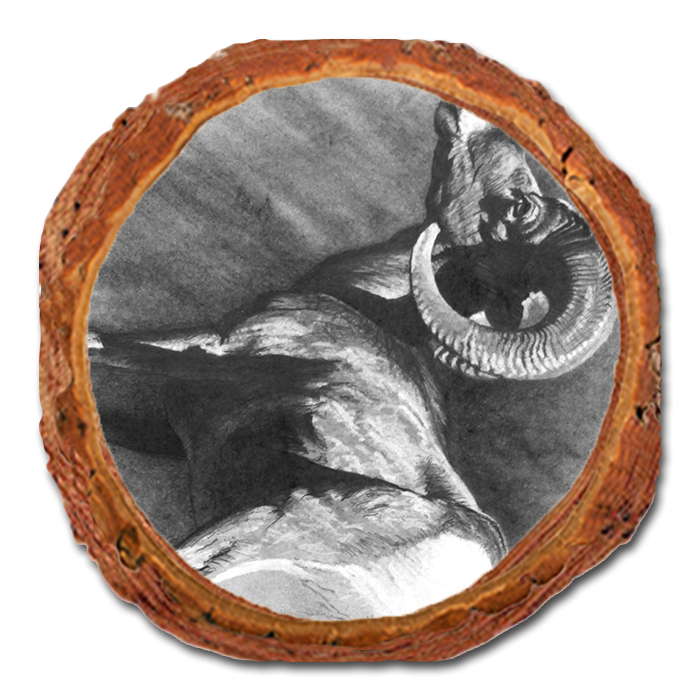 Coaster: Live Edge - Johnson's Desert Ram (Pack of 5)