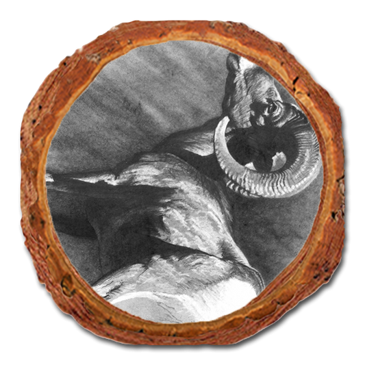 Coaster: Live Edge - Johnson's Desert Ram (Pack of 5)
