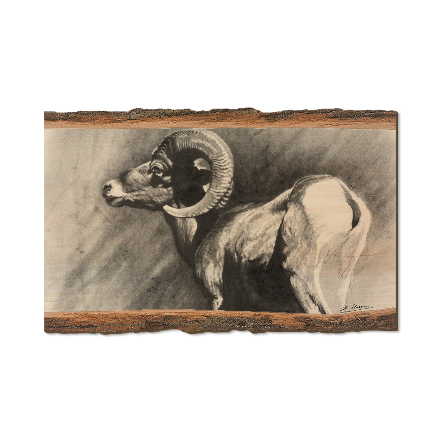 Johnson's Desert Ram - Live Edge Live Edge Magnet (5pk // $2.80ea)