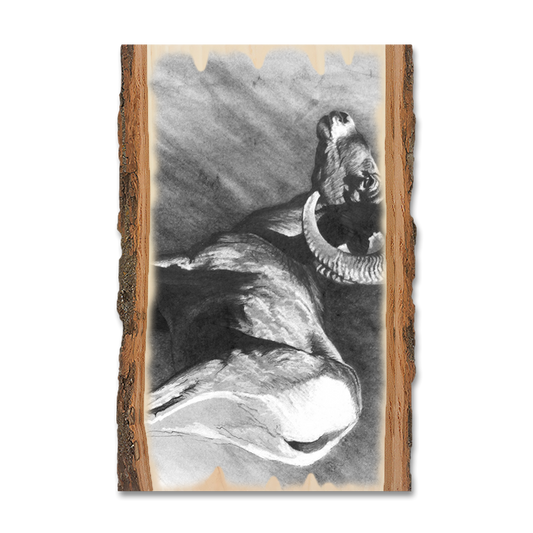 Magnet: Live Edge - Johnson's Desert Ram (Pack of 5)