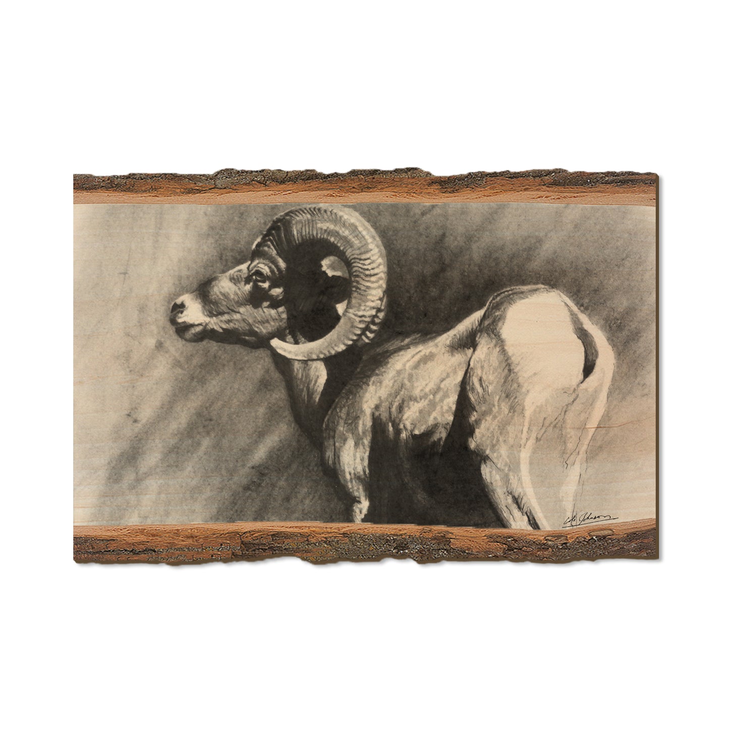 Johnson's Desert Ram - Live Edge Live Edge Postcard (5pk // $2.80ea)