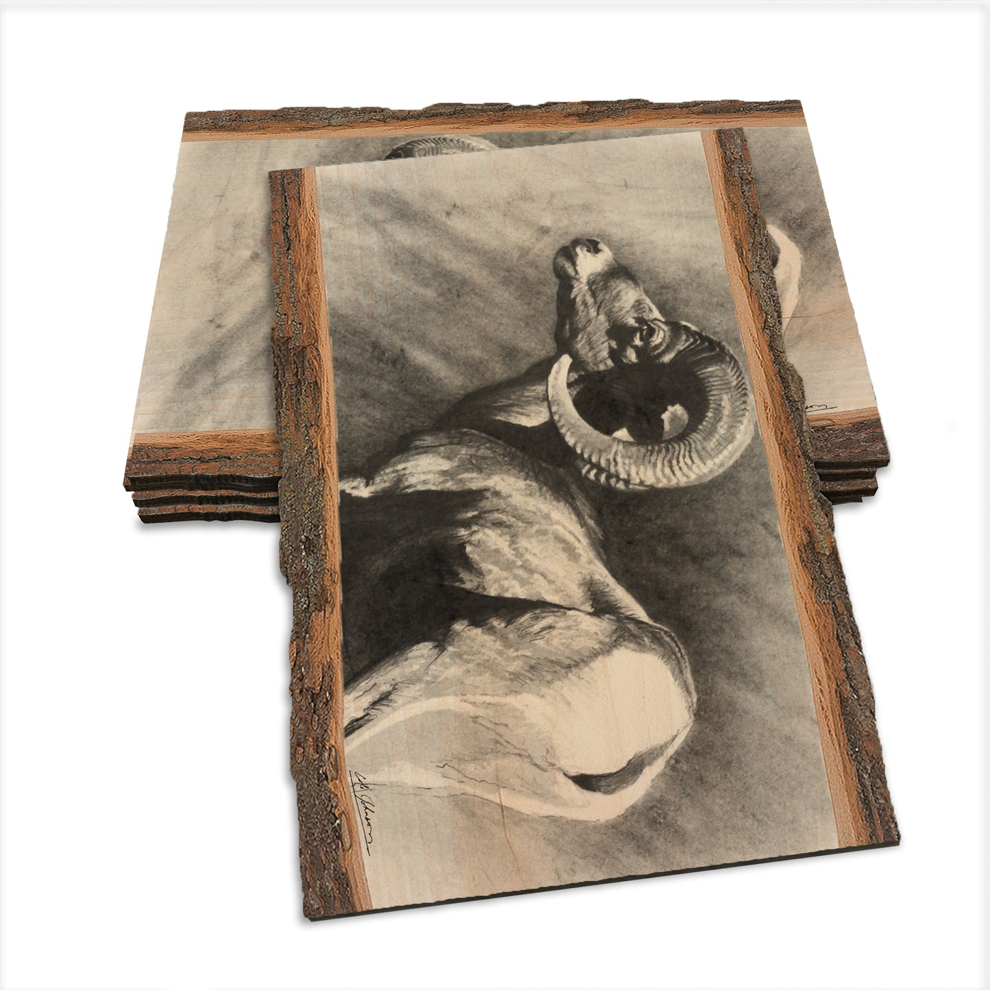Johnson's Desert Ram - Live Edge Live Edge Postcard (5pk // $2.80ea)