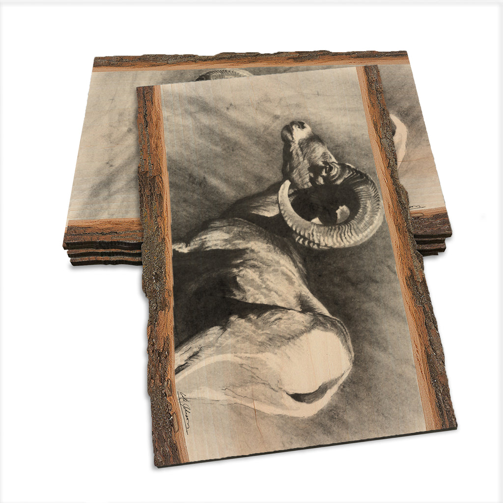 Johnson's Desert Ram - Live Edge Live Edge Postcard (5pk // $2.80ea)