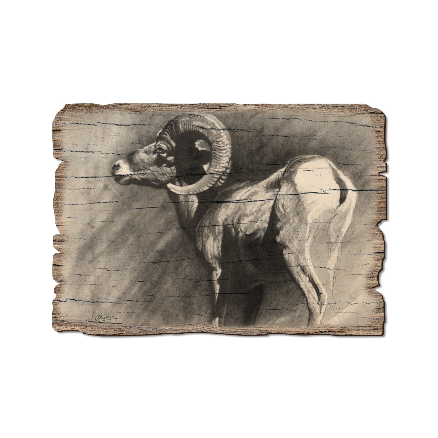 Johnson's Desert Ram - Rustic Edge Postcards & Magnets Rustic Edge Postcard (5pk // $2.80ea)