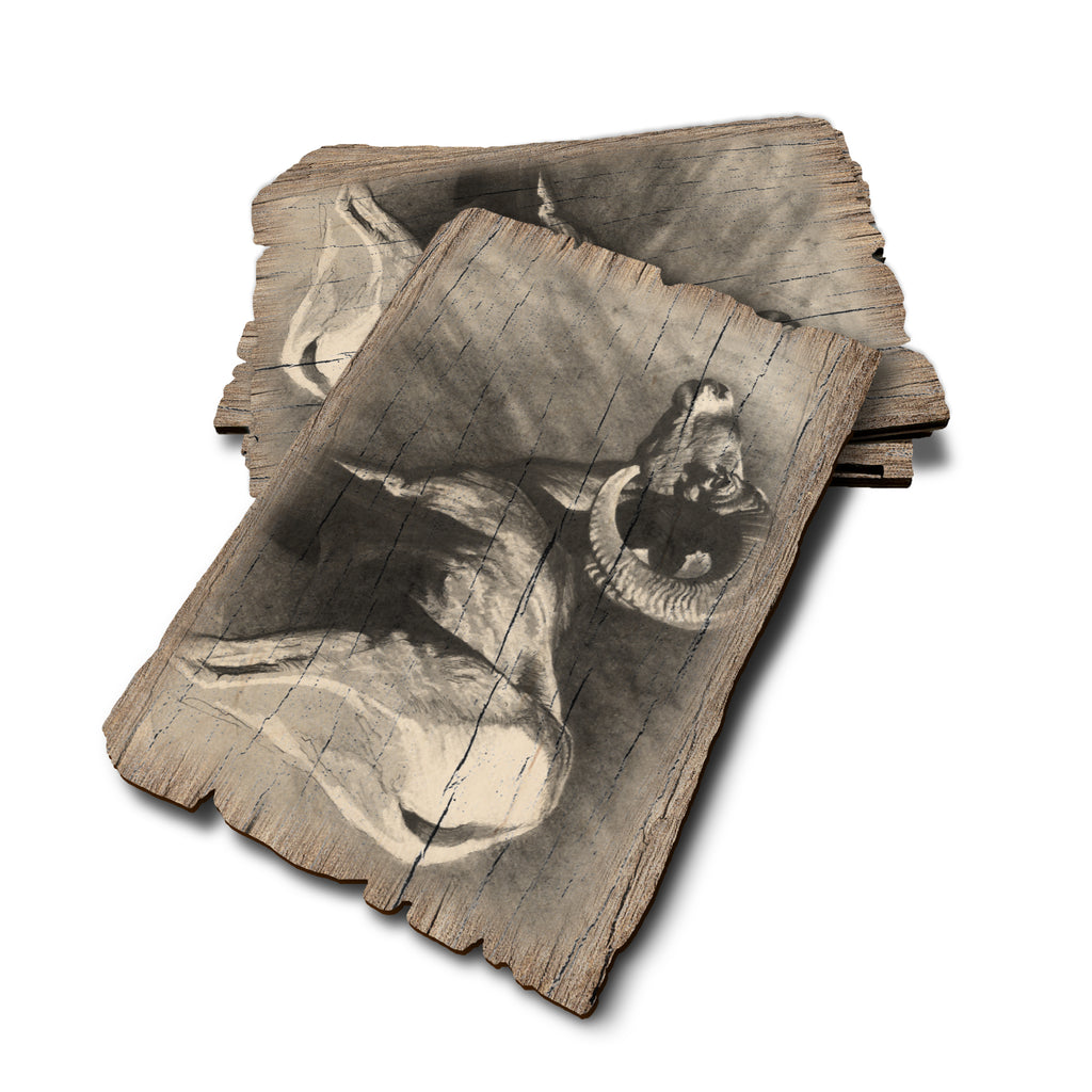 Johnson's Desert Ram - Weathered Edge Rustic Edge Postcard (5pk // $2.80ea)