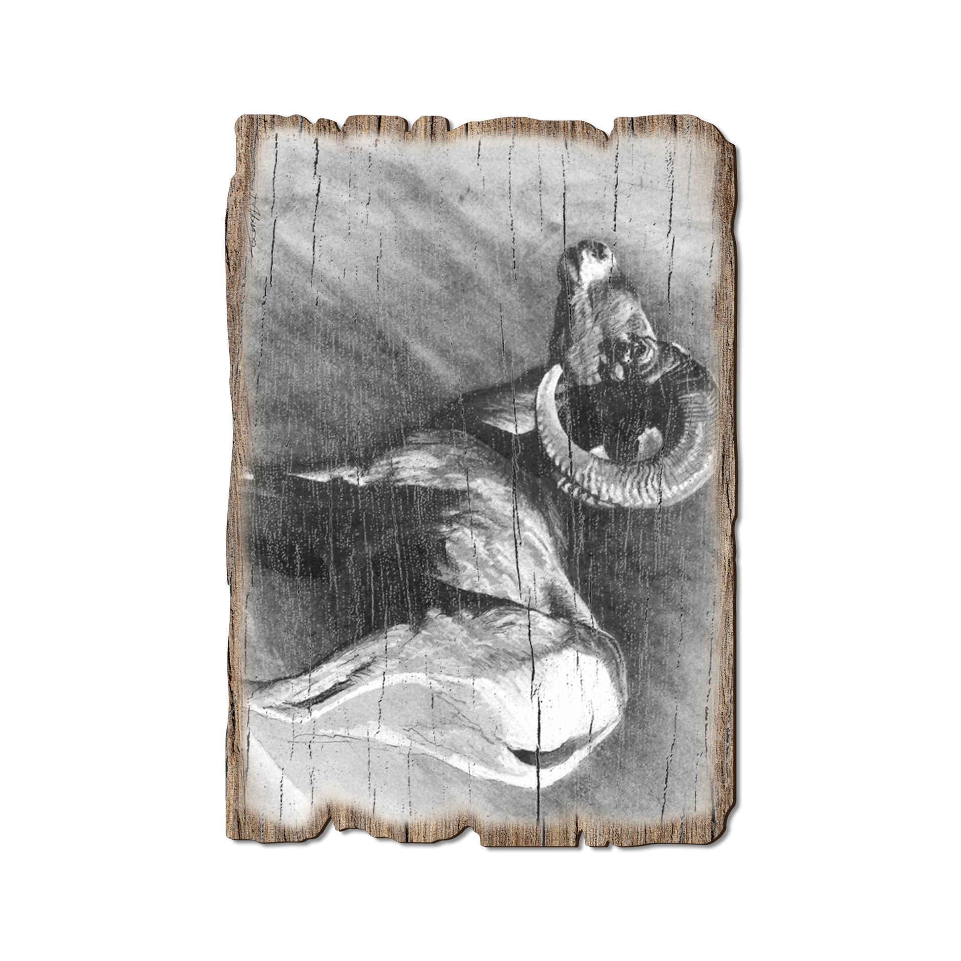 Greeting Card: Weathered Edge - Johnson's Desert Ram