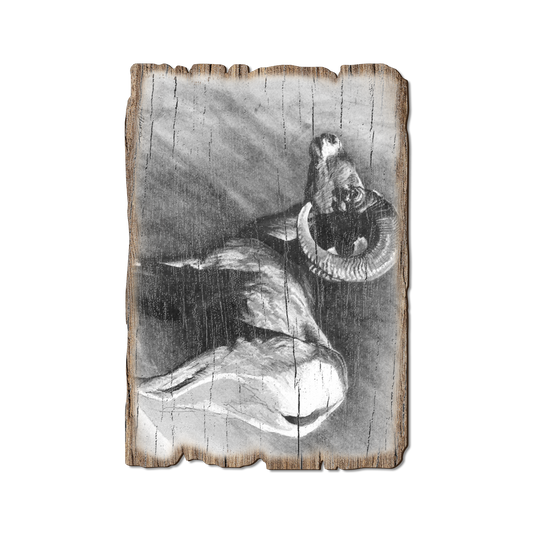 Greeting Card: Weathered Edge - Johnson's Desert Ram