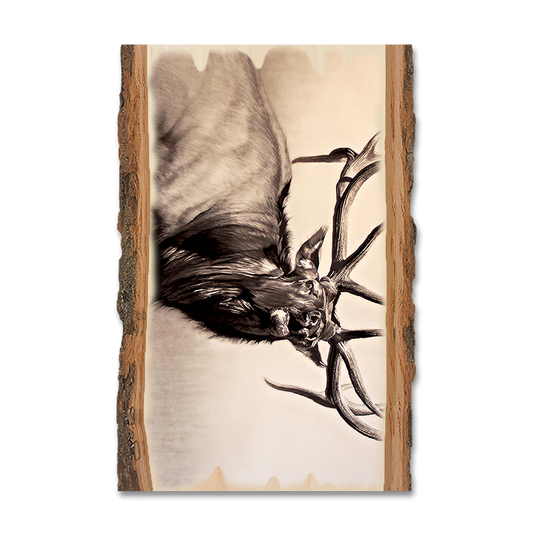 Magnet: Live Edge - Johnson's Herd Bull