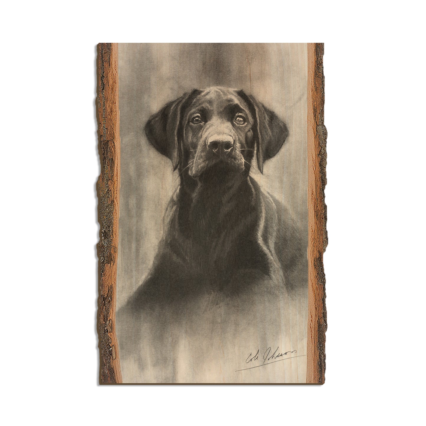 Johnson's Lab Pup - Live Edge Live Edge Postcard (5pk // $2.80ea)