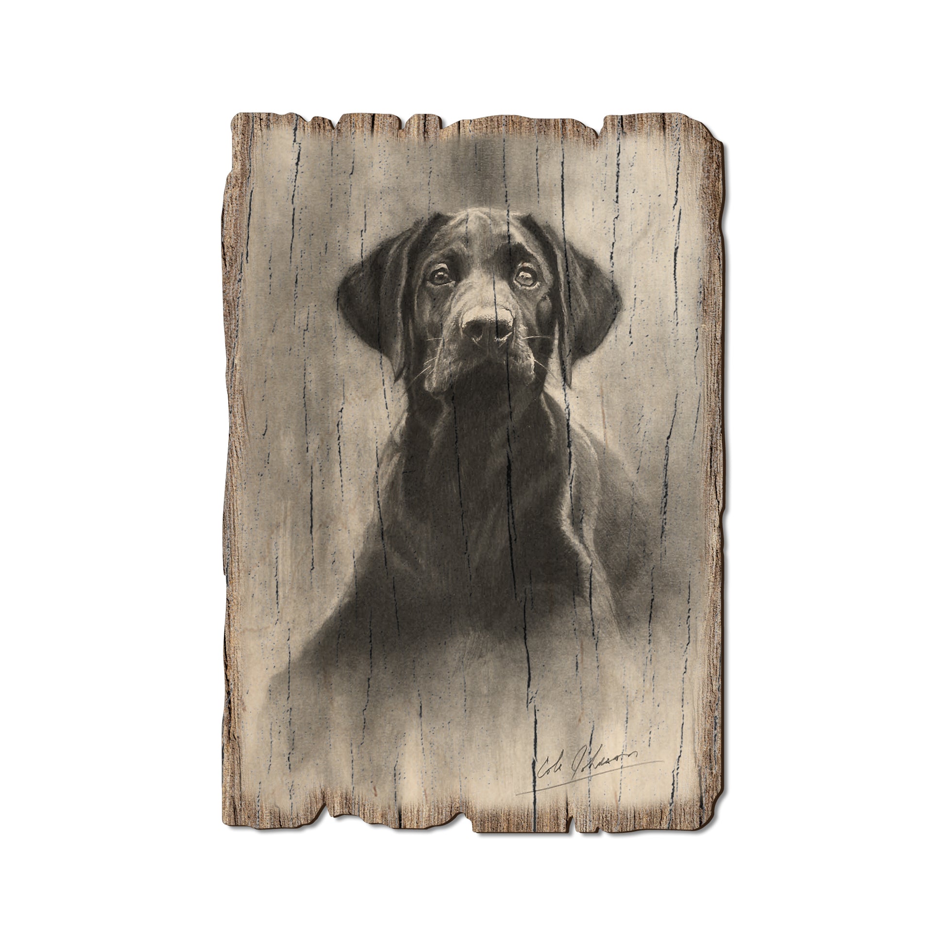 Johnson's Lab Pup - Rustic Edge Postcards & Magnets Rustic Edge Postcard (5pk // $2.80ea)