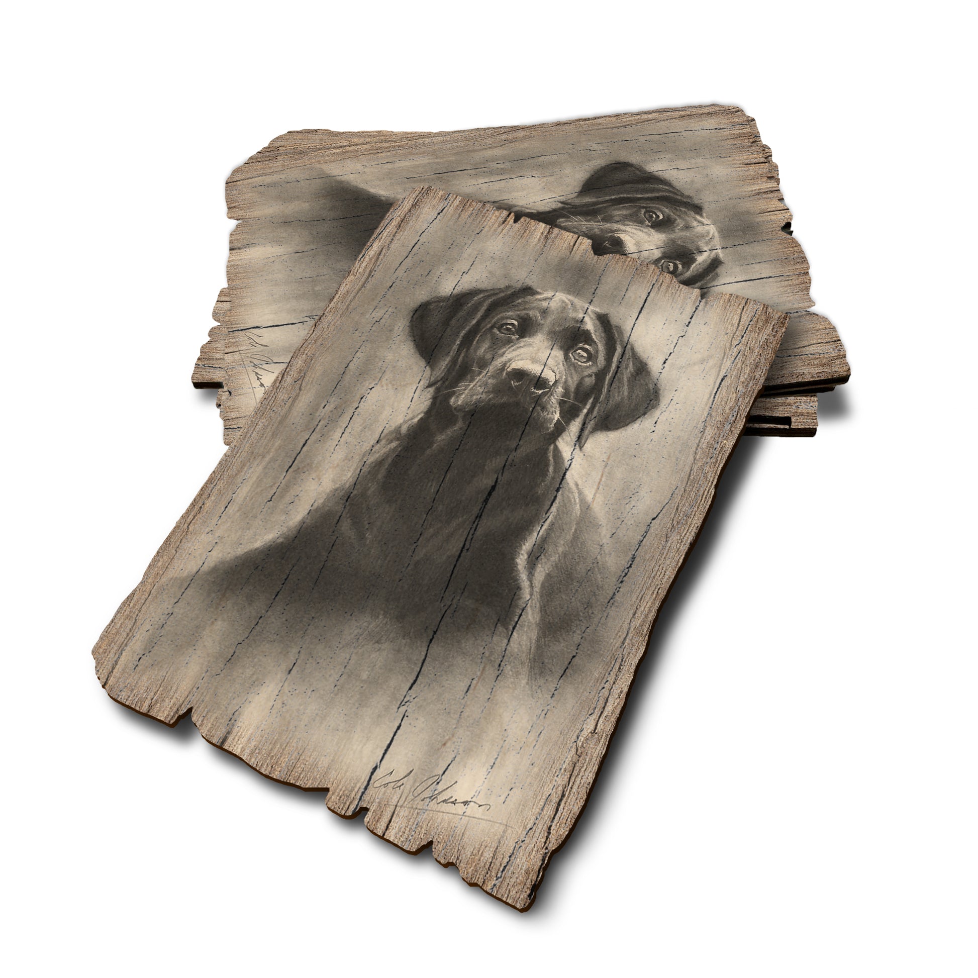 Johnson's Lab Pup - Weathered Edge Rustic Edge Postcard (5pk // $2.80ea)