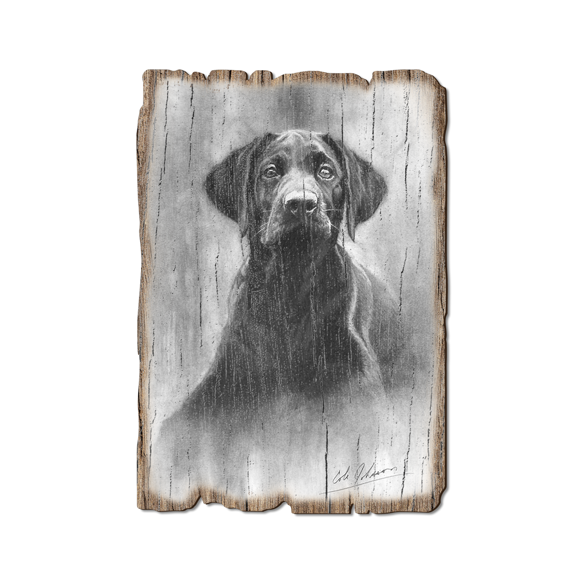 Postcard: Weathered Edge - Johnson's Lab Pup