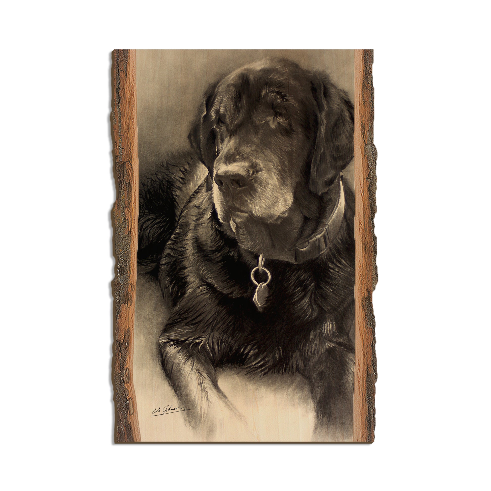 Johnson's Old Lab - Live Edge Live Edge Postcard (5pk // $2.80ea)