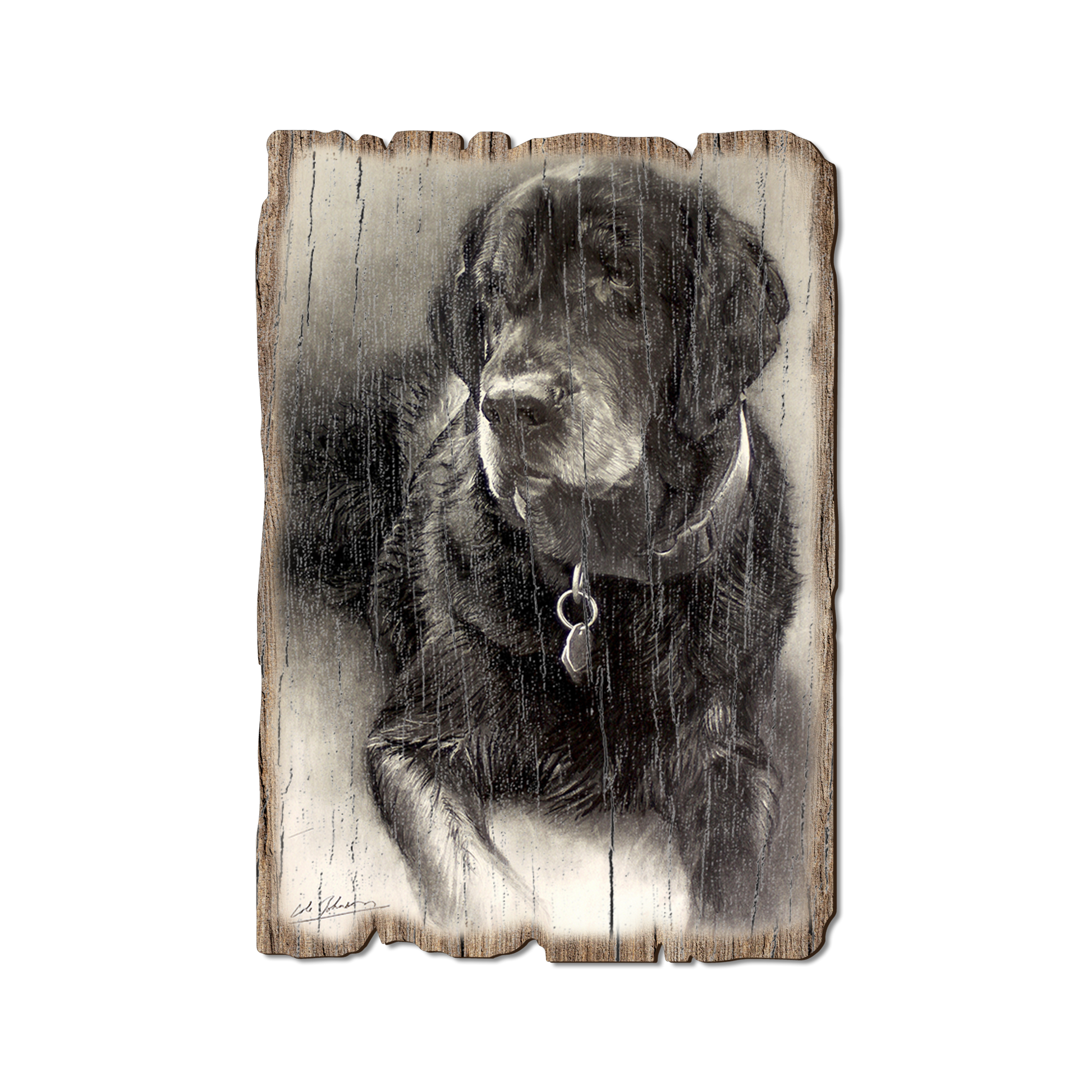 Greeting Card: Weathered Edge - Johnson's Old Lab