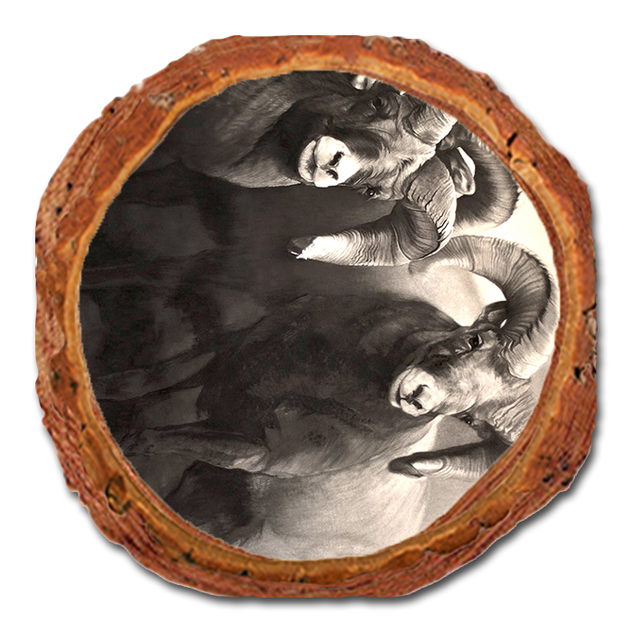 Coaster: Live Edge - Johnson's On the Rocks (Pack of 5)