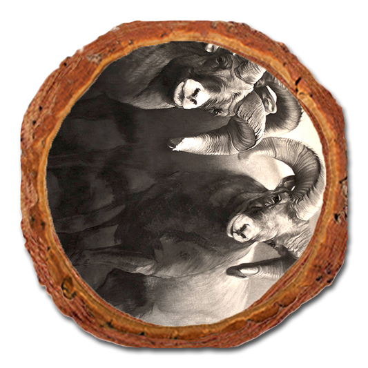 Coaster: Live Edge - Johnson's On the Rocks (Pack of 5)
