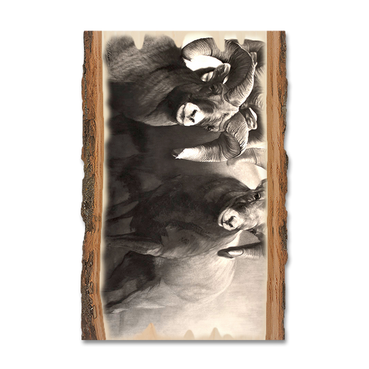 Magnet: Live Edge - Johnson's On the Rocks