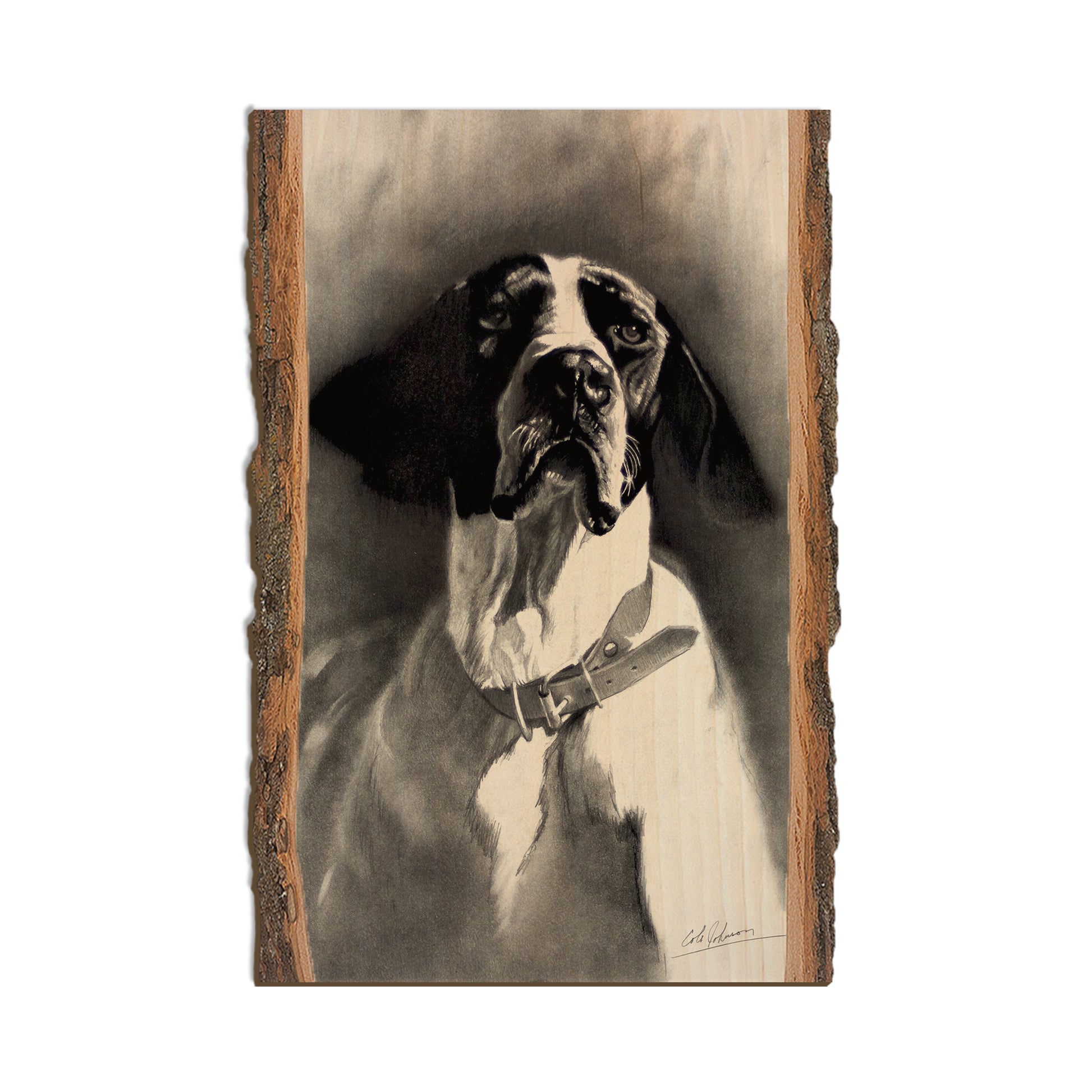 Johnson's Proud Pointer - Live Edge Live Edge Postcard (5pk // $2.80ea)