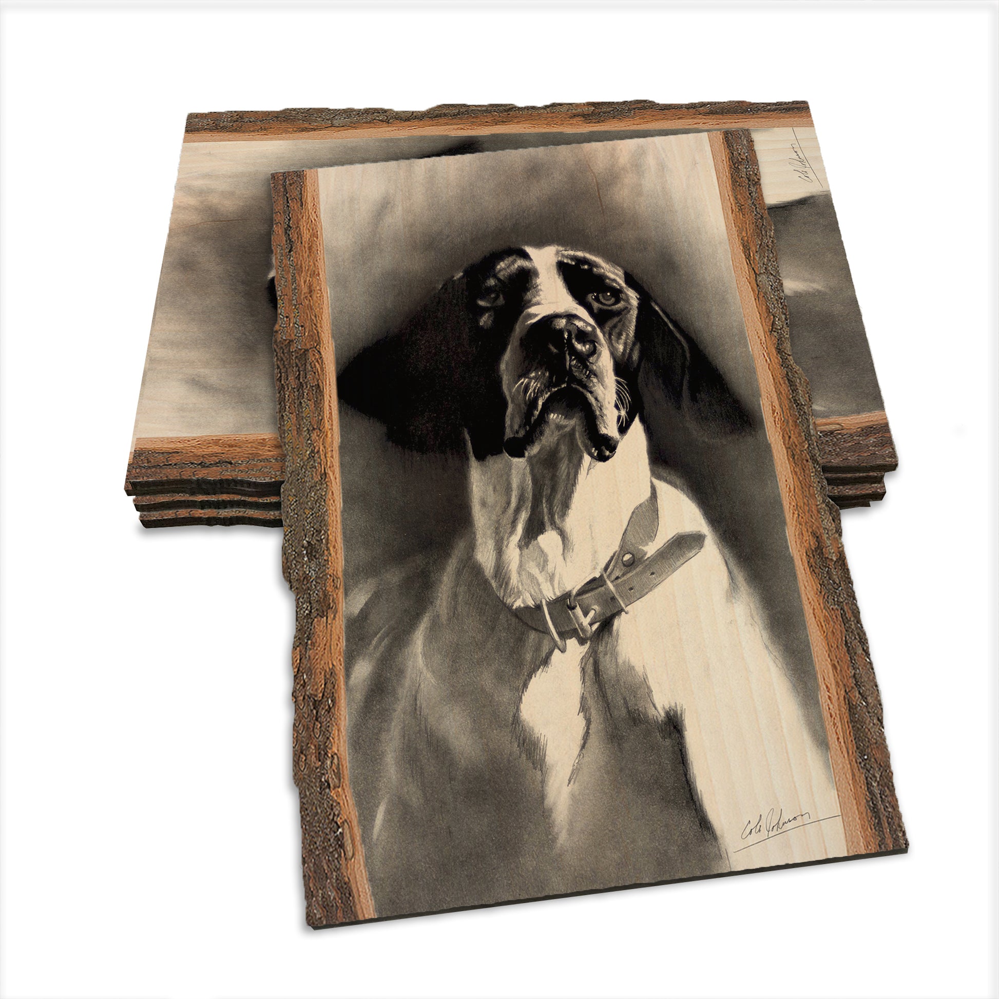 Johnson's Proud Pointer - Live Edge Live Edge Postcard (5pk // $2.80ea)
