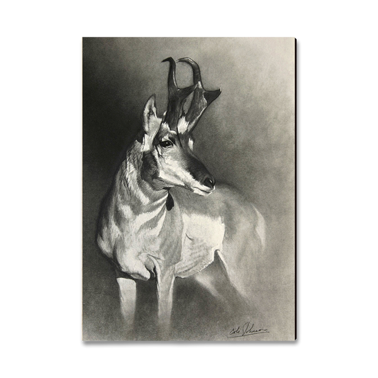 Magnet: Classic Edge - Johnson's Perfect Pronghorn (Pack of 5)