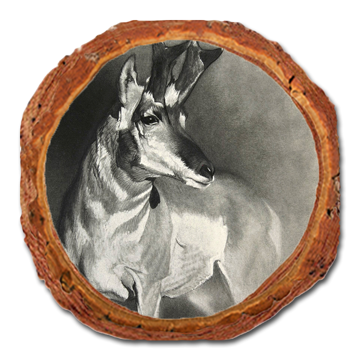 Coaster: Live Edge - Johnson's Perfect Pronghorn (Pack of 5)