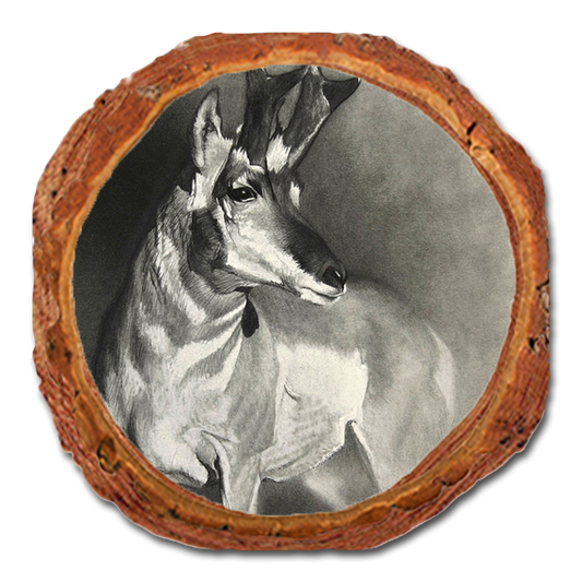 Coaster: Live Edge - Johnson's Perfect Pronghorn (Pack of 5)