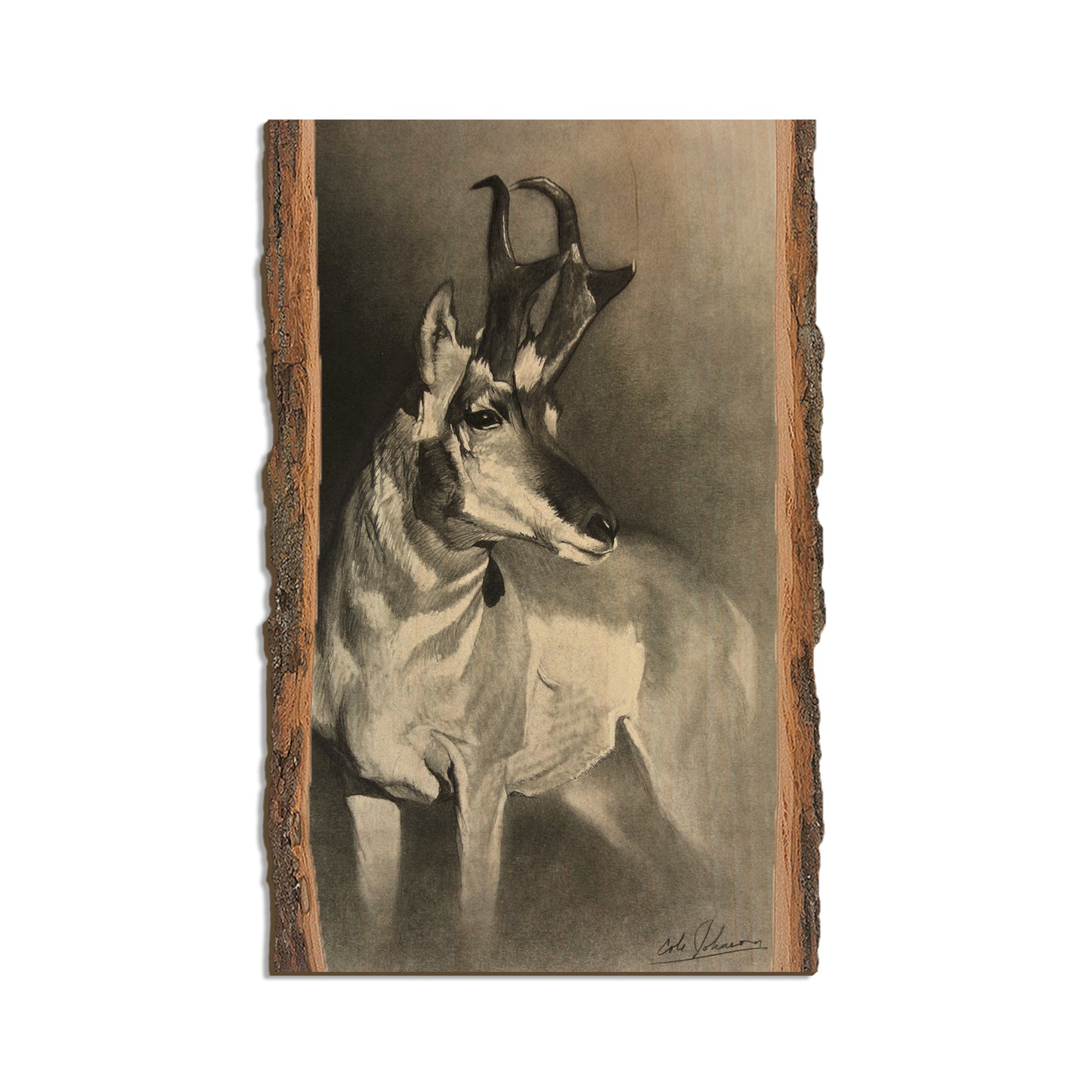 Johnson's Perfect Pronghorn - Live Edge Live Edge Magnet (5pk // $2.80ea)
