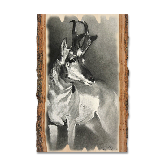 Magnet: Live Edge - Johnson's Perfect Pronghorn