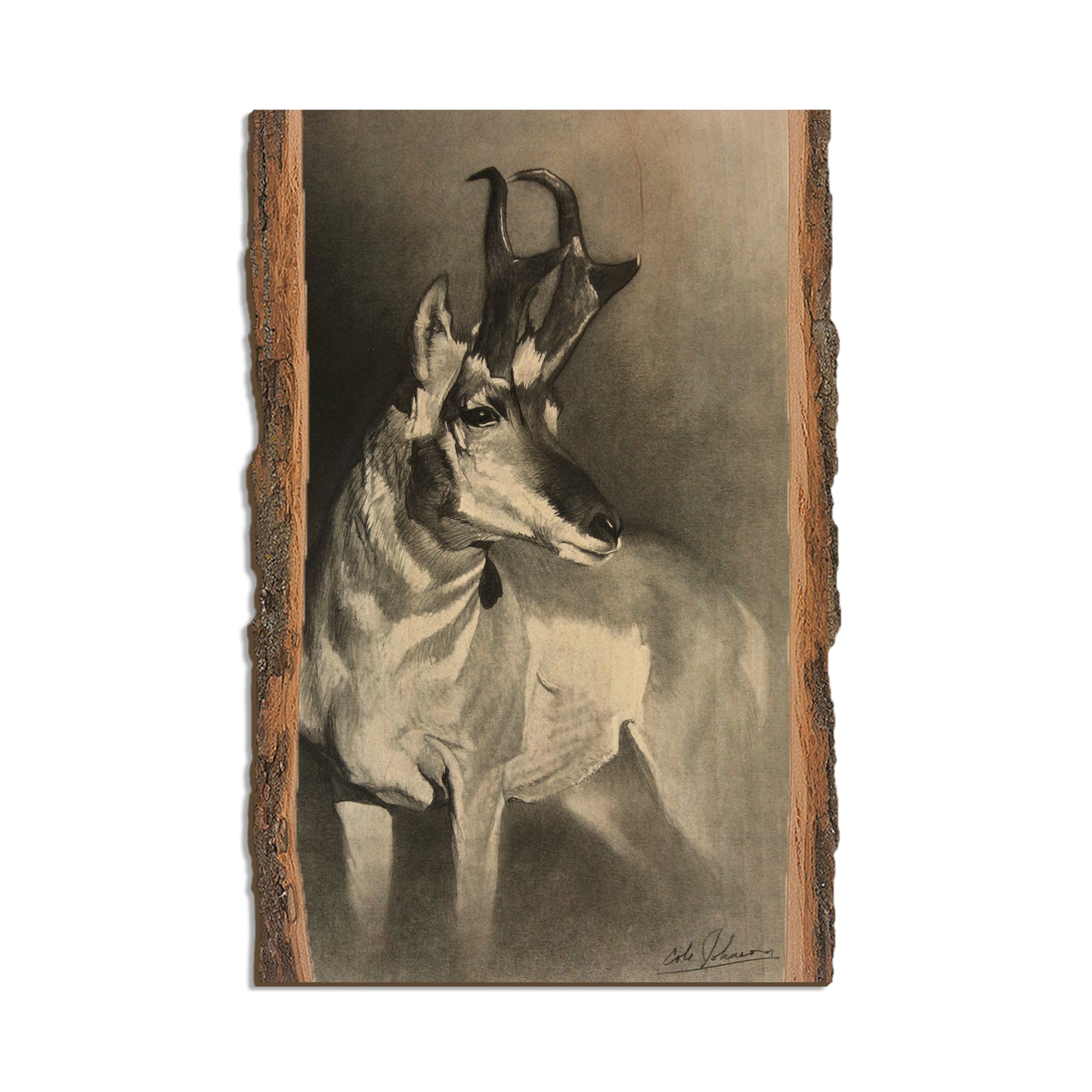 Johnson's Perfect Pronghorn - Live Edge Live Edge Postcard (5pk // $2.80ea)