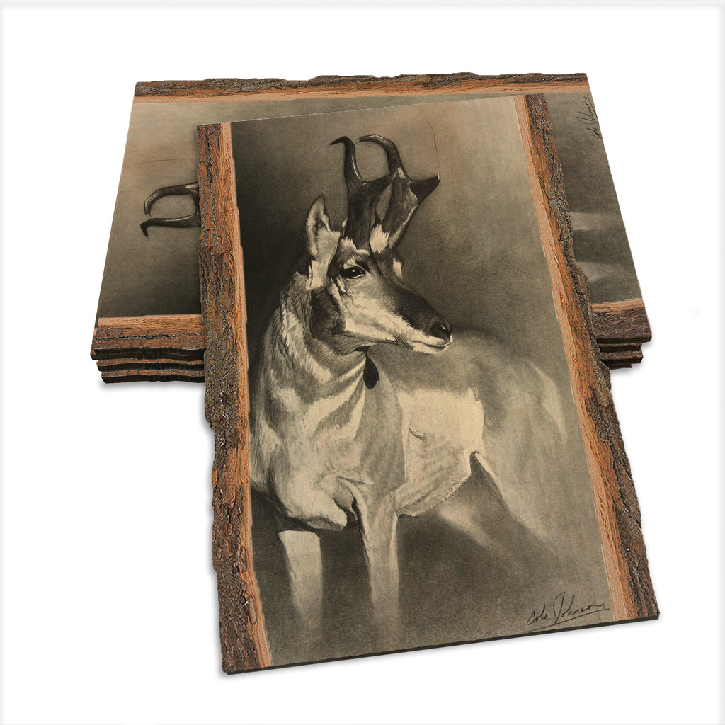Johnson's Perfect Pronghorn - Live Edge Live Edge Postcard (5pk // $2.80ea)