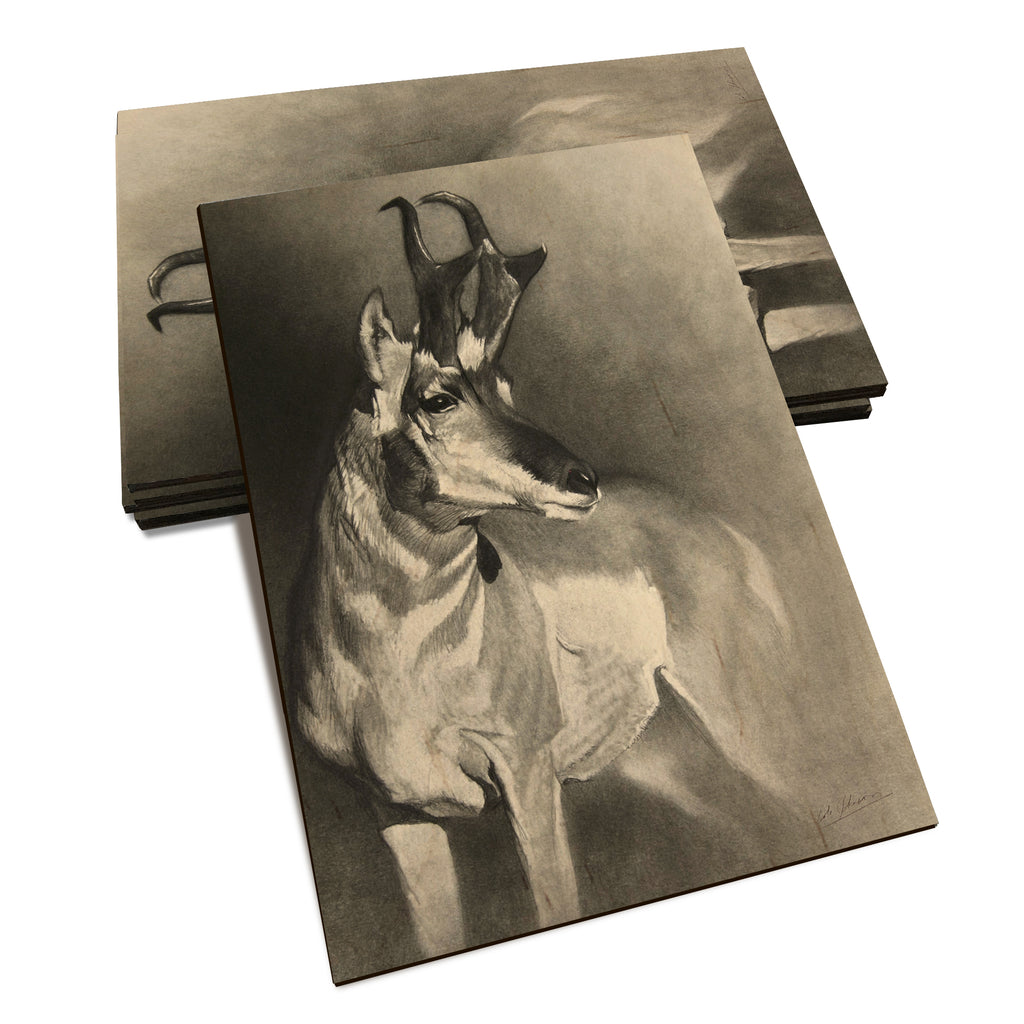 Johnson's Perfect Pronghorn - Classic Edge Classic Edge Postcard (5pk // $2.80ea)
