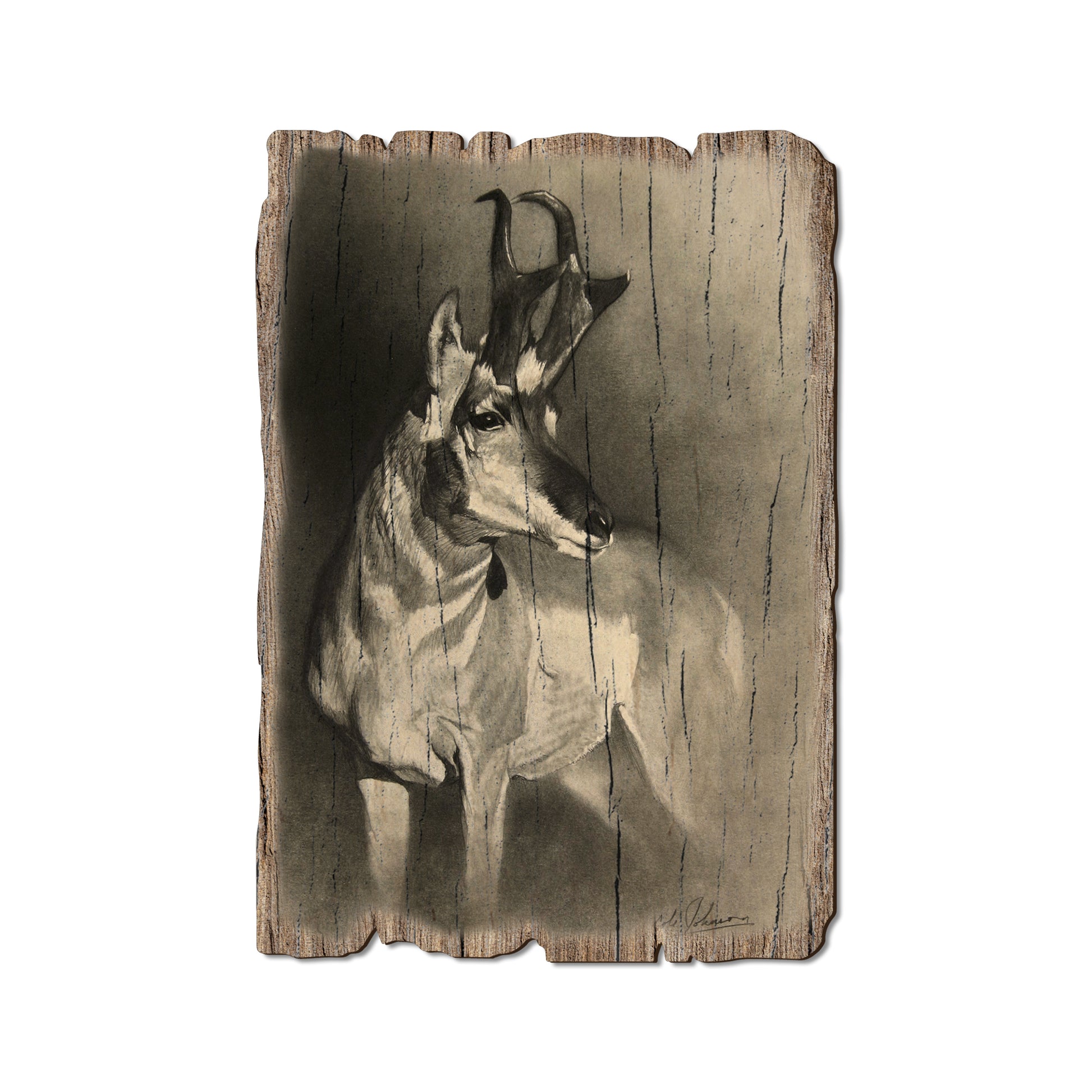 Johnson's Perfect Pronghorn - Rustic Edge Postcards & Magnets Rustic Edge Postcard (5pk // $2.80ea)