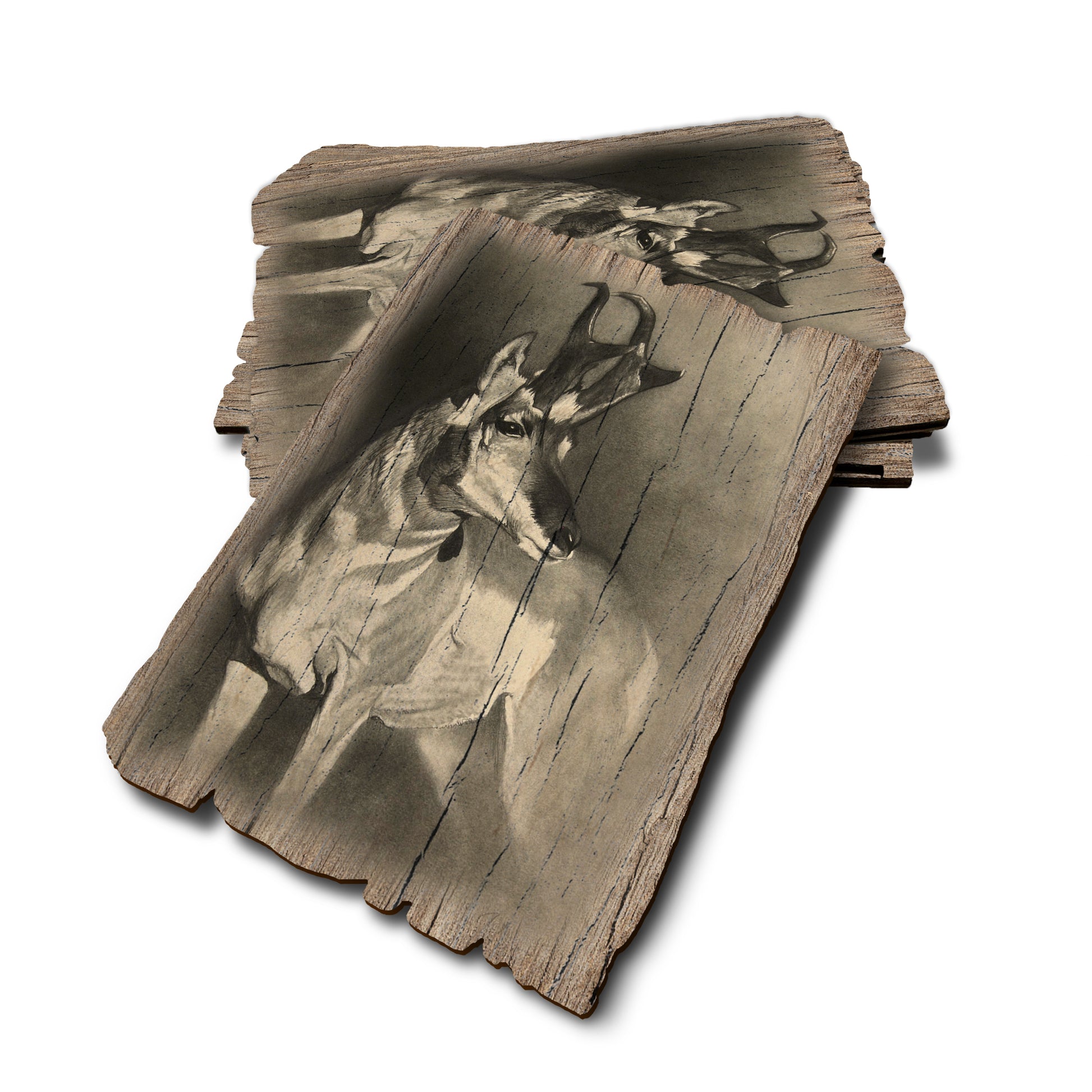 Johnson's Perfect Pronghorn - Weathered Edge Rustic Edge Postcard (5pk // $2.80ea)