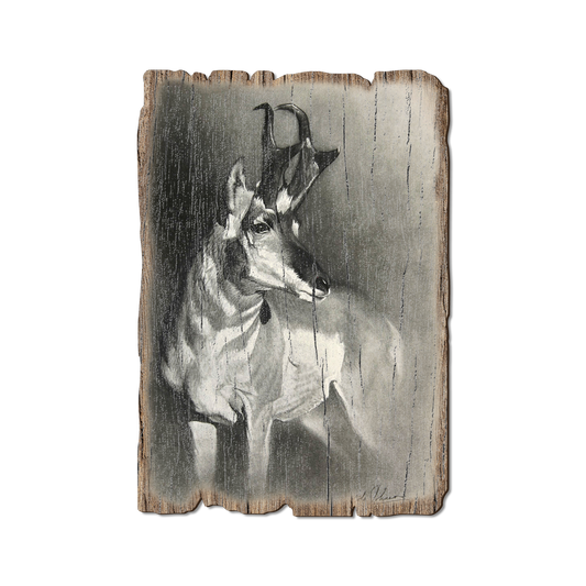 Greeting Card: Weathered Edge - Johnson's Perfect Pronghorn