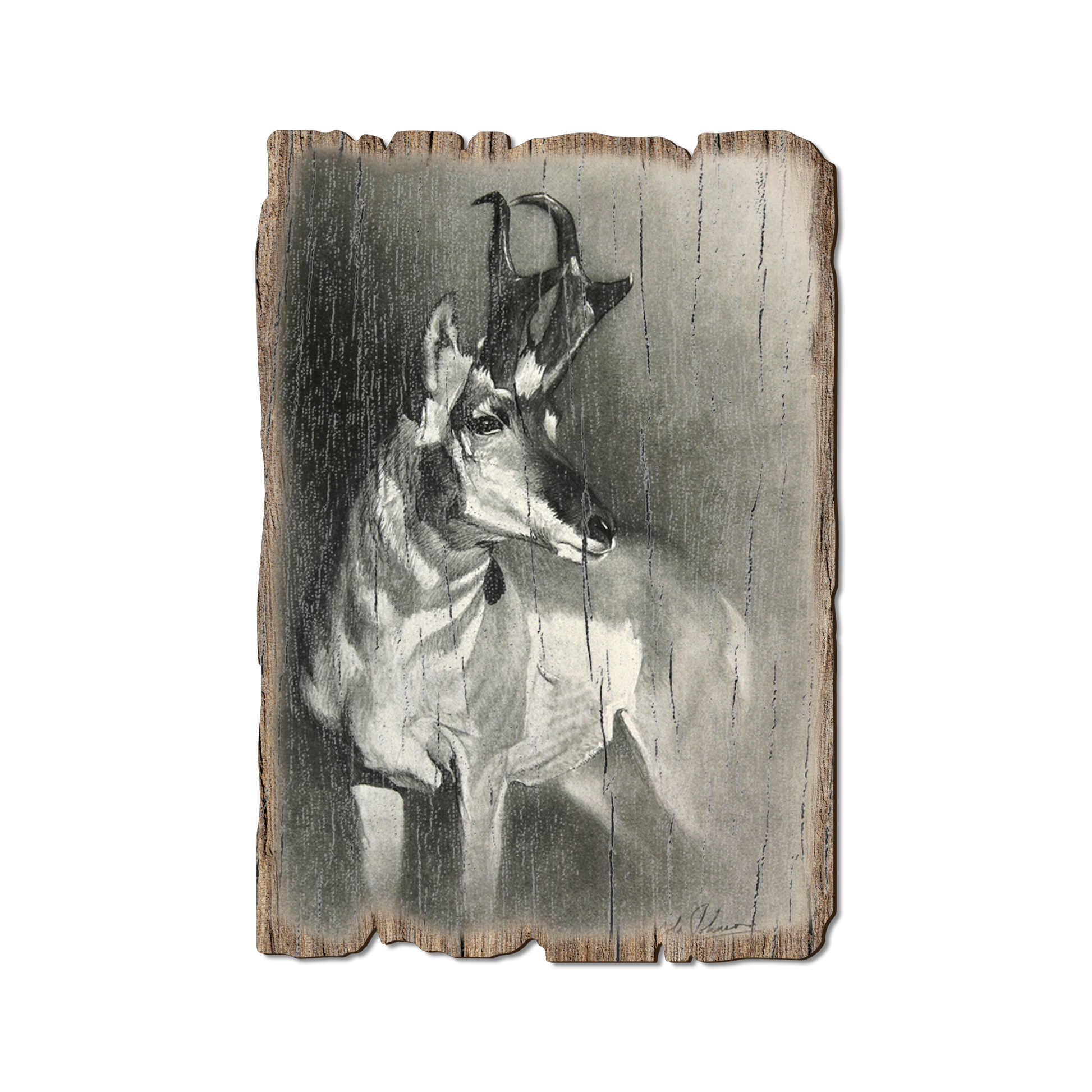 Postcard: Weathered Edge - Johnson's Perfect Pronghorn