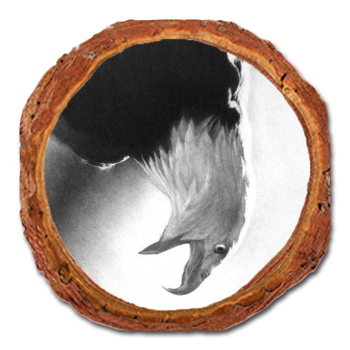 Coaster: Live Edge - Johnson's Screaming Eagle (Pack of 5)
