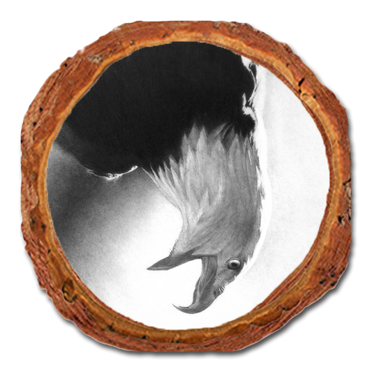 Coaster: Live Edge - Johnson's Screaming Eagle (Pack of 5)