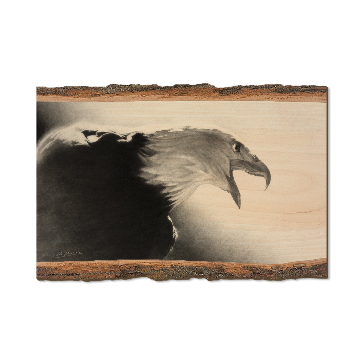 Johnson's Screaming Eagle - Live Edge Live Edge Postcard (5pk // $2.80ea)