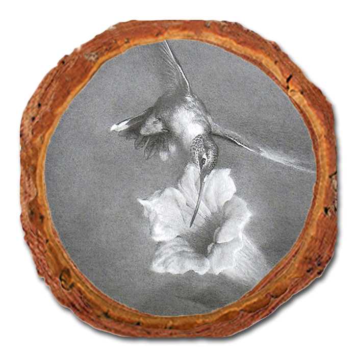 Coaster: Live Edge - Johnson's Vintage Hummingbird (Pack of 5)