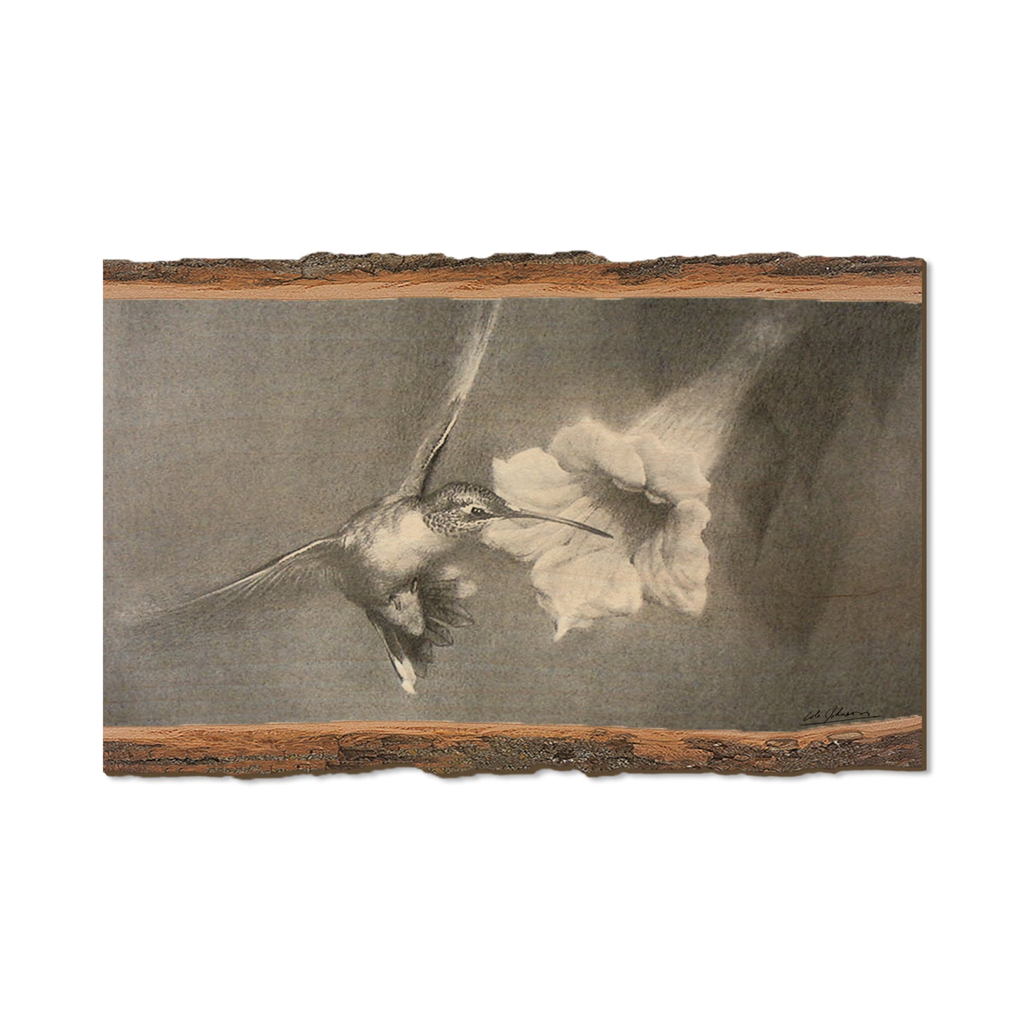 Johnson's Vintage Hummingbird - Live Edge Live Edge Magnet (5pk // $2.80ea)